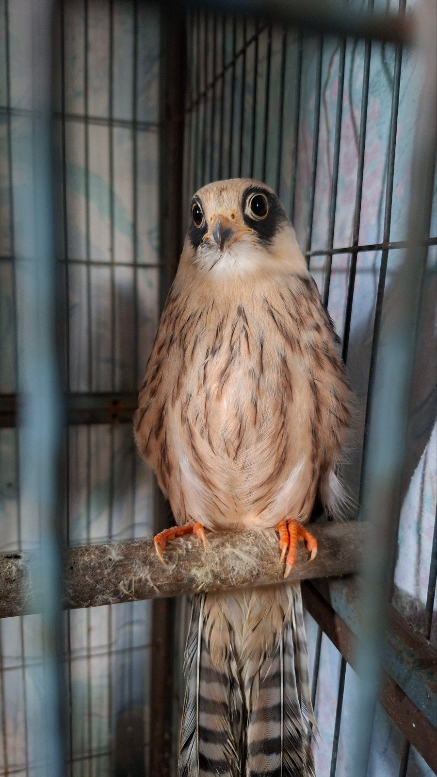 Roodpoot valk, Animaux & Accessoires, Oiseaux | Oiseaux Autre, Oiseau de proie, Mâle, Domestique, Bagué