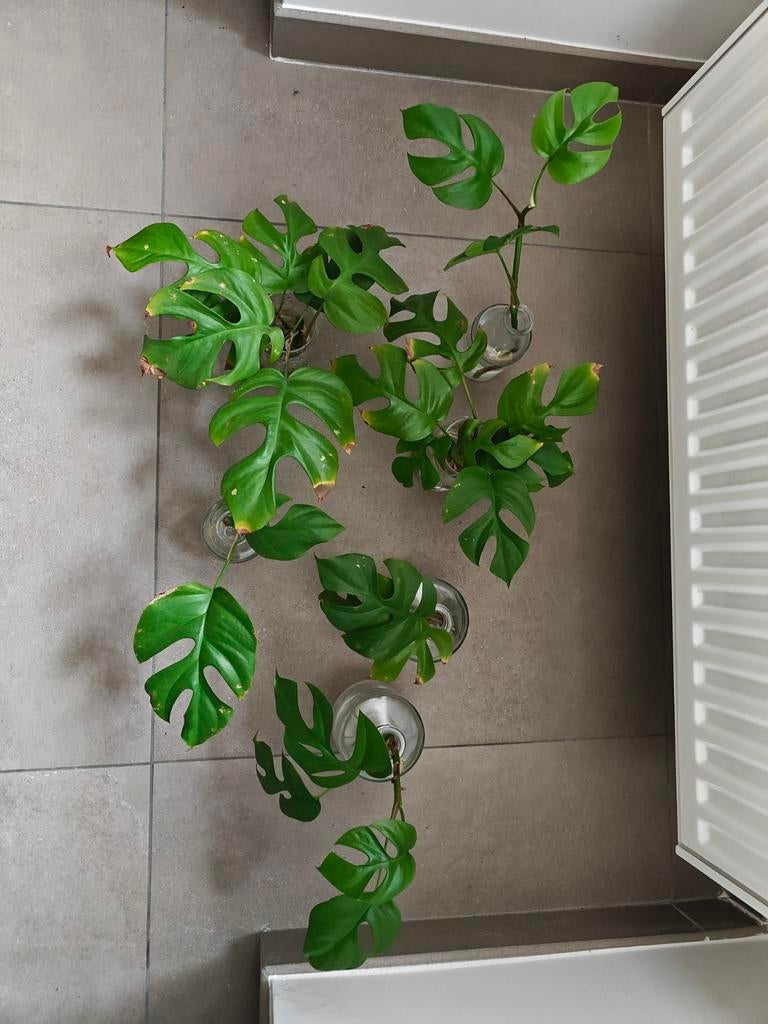 Monstera stekjes, Ophalen