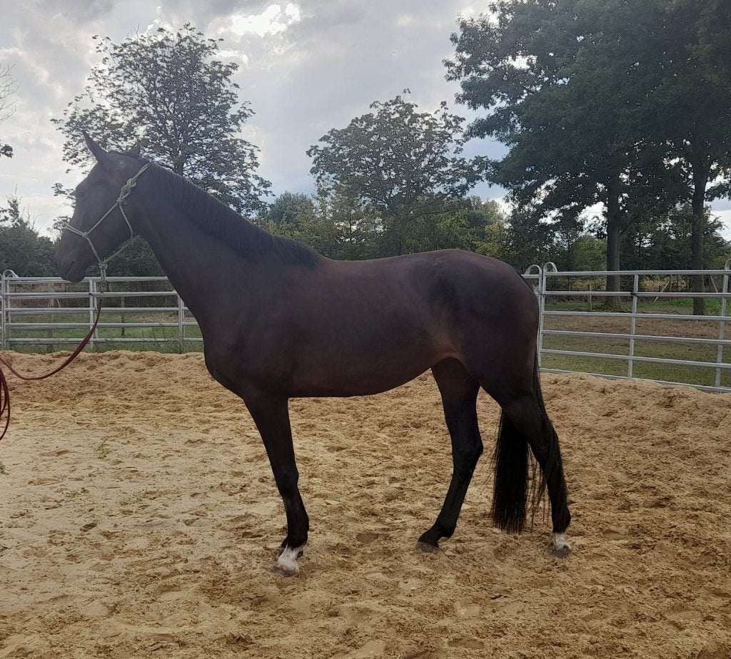 Leuke 3 jarige merrie, Animaux & Accessoires, Avec pedigree, 165 à 170 cm, Cheval de saut, Jument