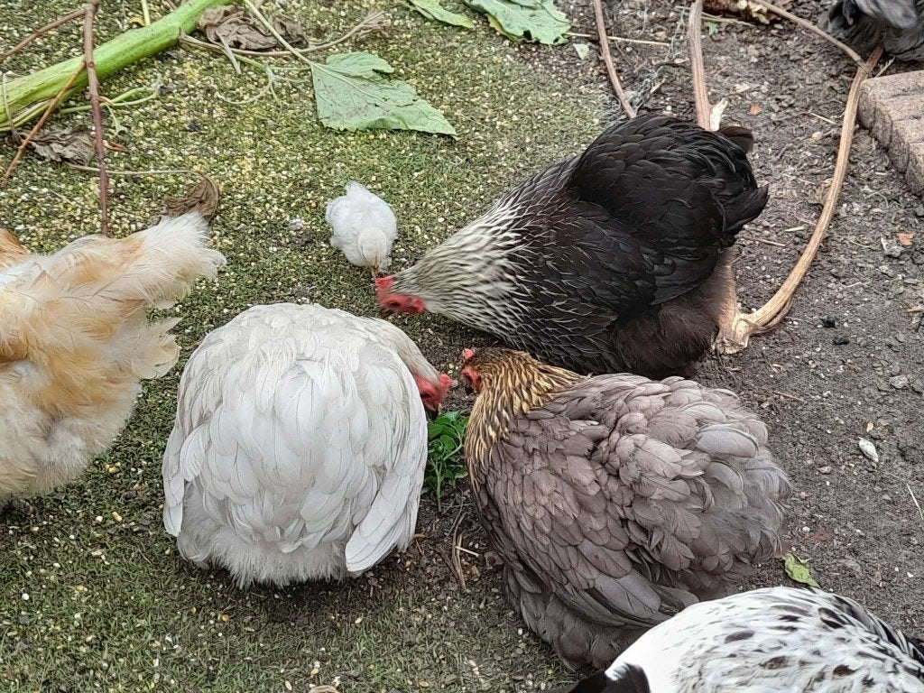 toom cochin kriel, Plusieurs animaux, Poule ou poulet