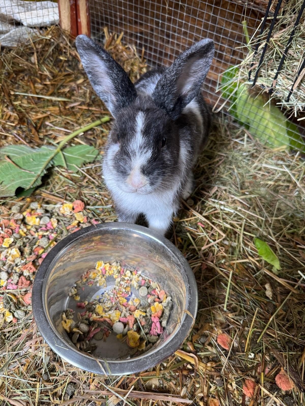 Gratis konijntjes op te halen, Dieren en Toebehoren, Meerdere dieren, Klein, 0 tot 2 jaar