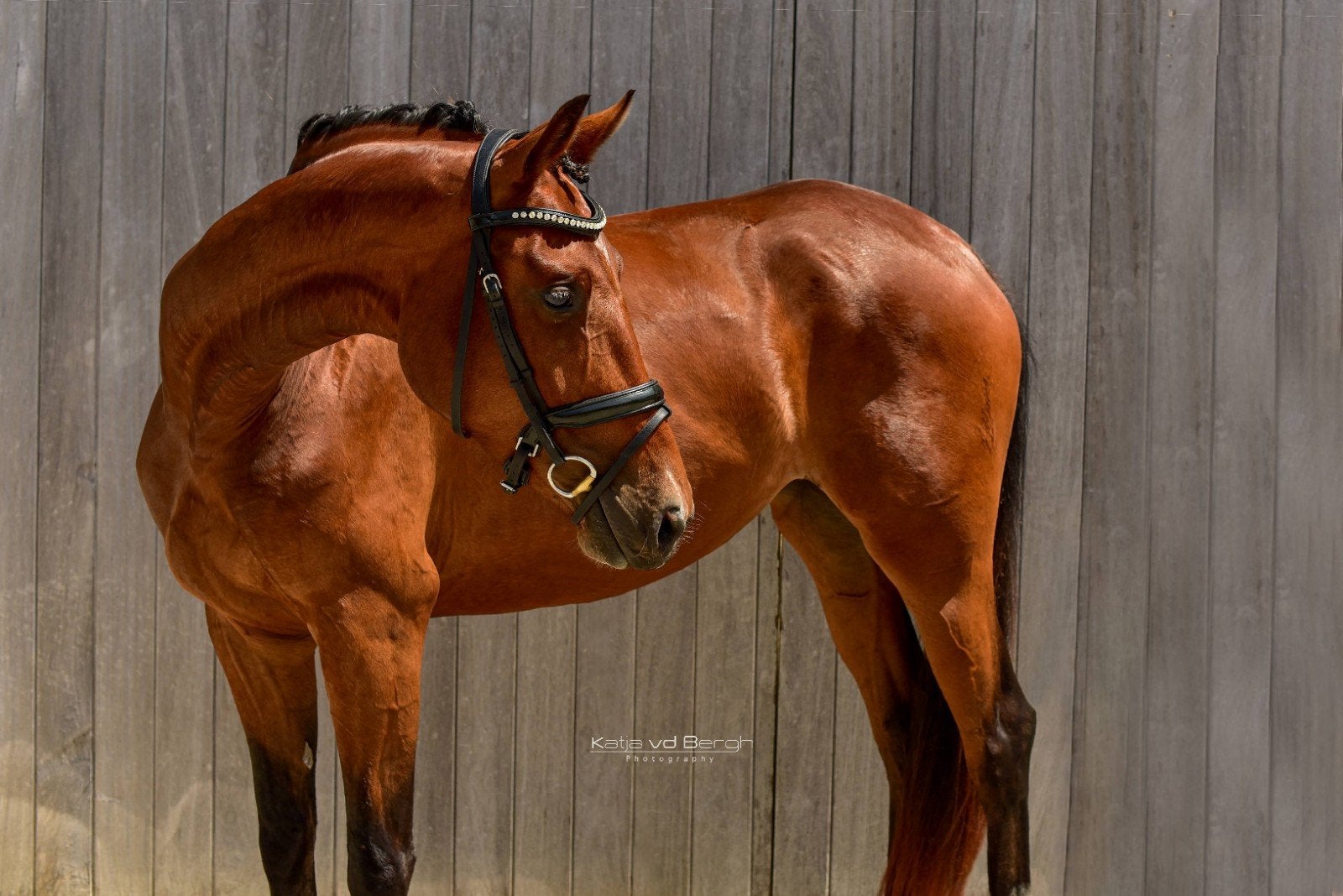 Veel belovende 3 jarige merrie met top karakter., Dieren en Toebehoren, Merrie, Met stamboom, Dressuurpaard, Zadelmak