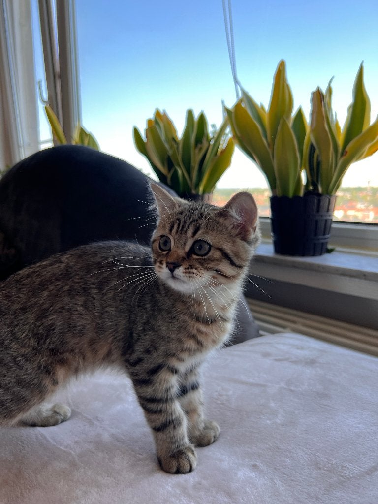 Chaton british shorthair black golden, Chat, Vermifugé, 0 à 2 ans