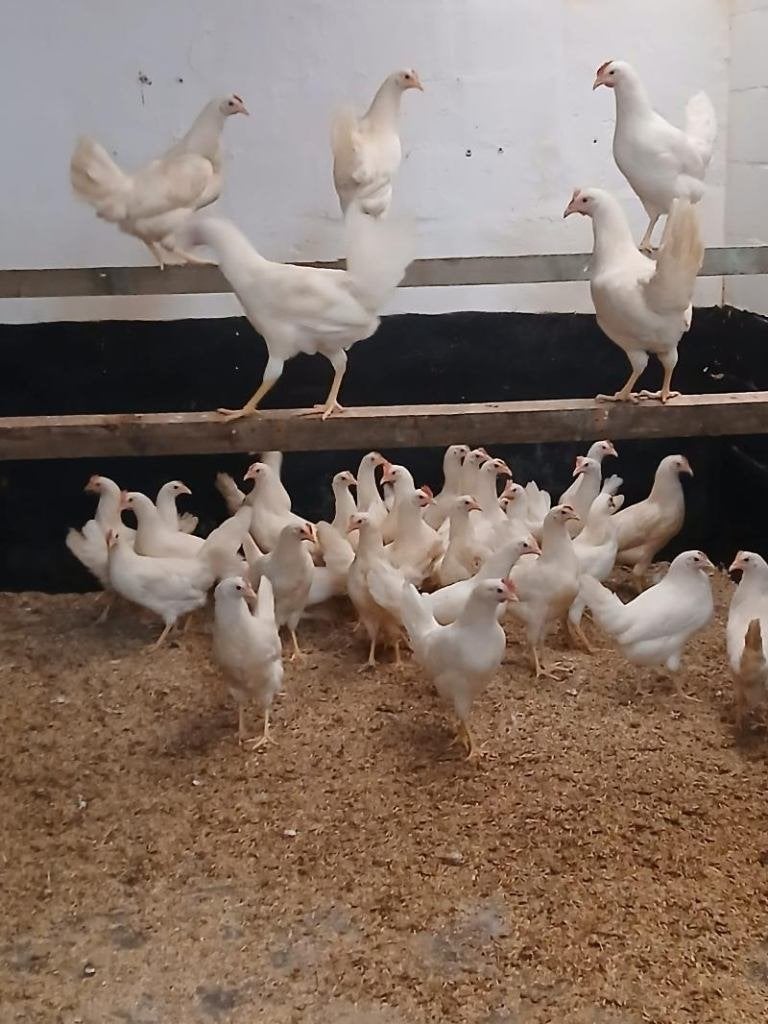 witte leghoorns, Dieren en Toebehoren, Overige Dieren, Maart