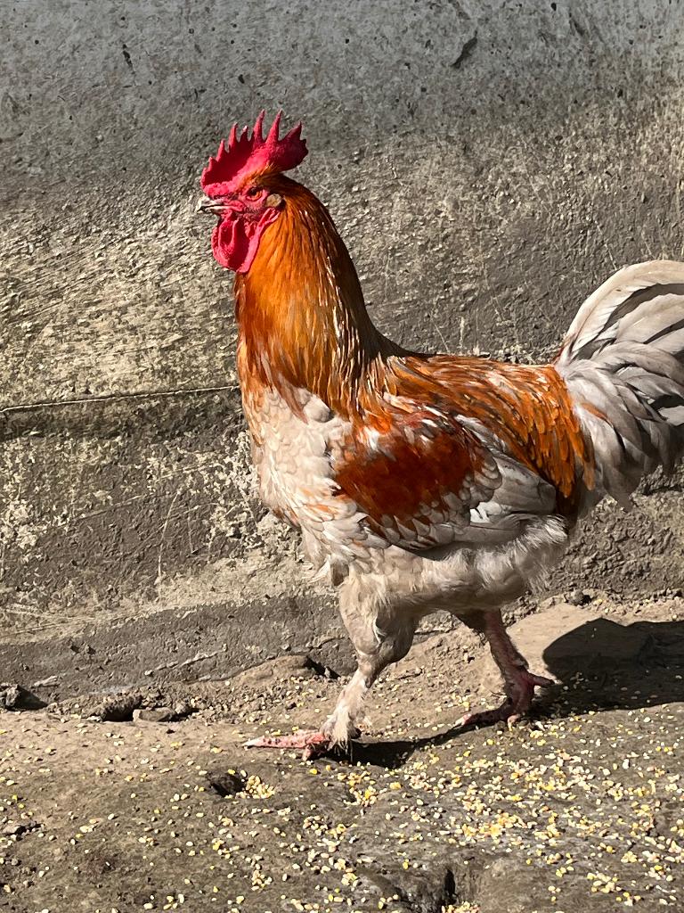 Marans haan, Dieren en Toebehoren, Pluimvee, Mannelijk, Kip