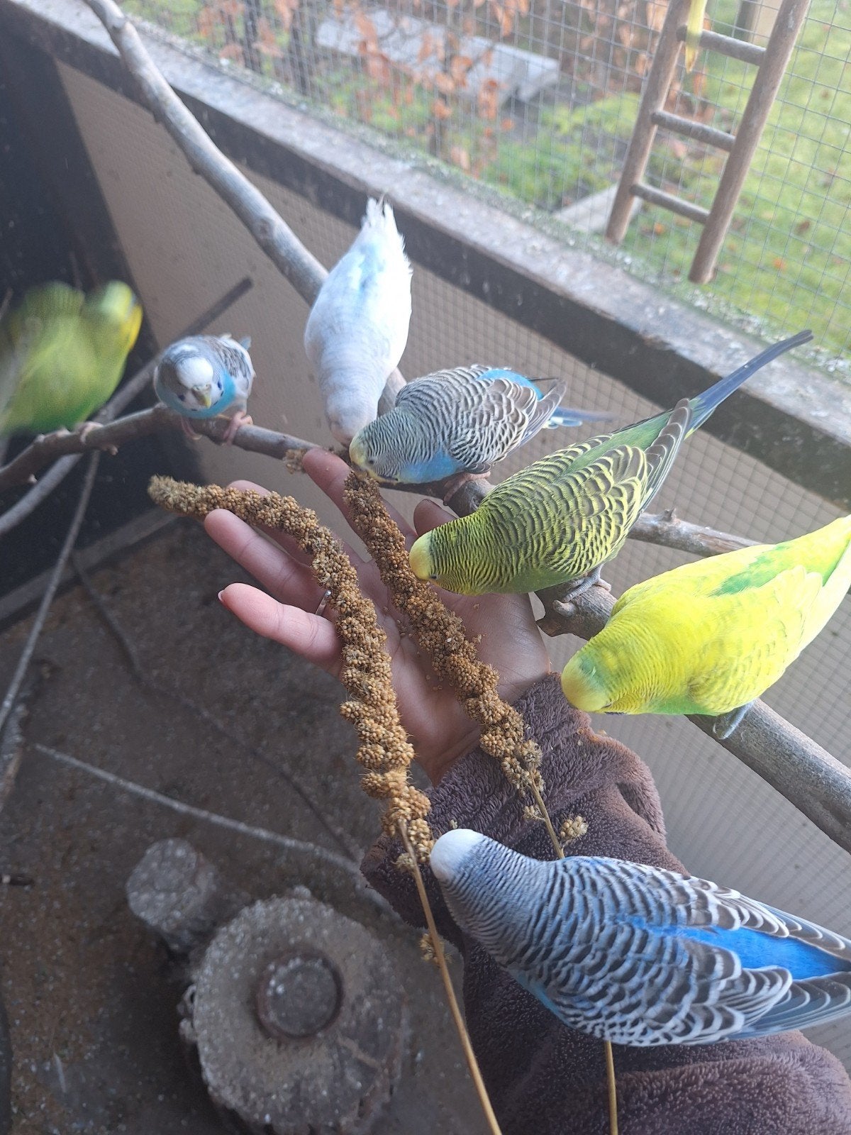 GRASPARKIETEN 5 EURO, Dieren en Toebehoren, Vogels | Parkieten en Papegaaien