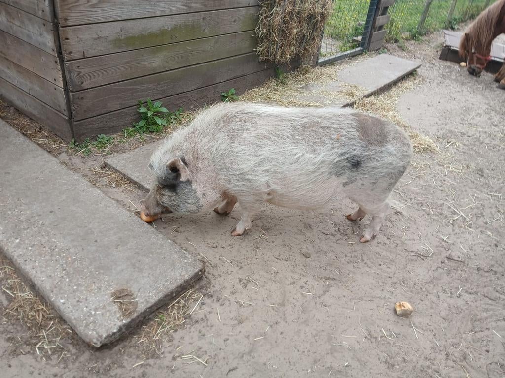 Göttinger varkentje, Mannelijk, Varken, 3 tot 5 jaar