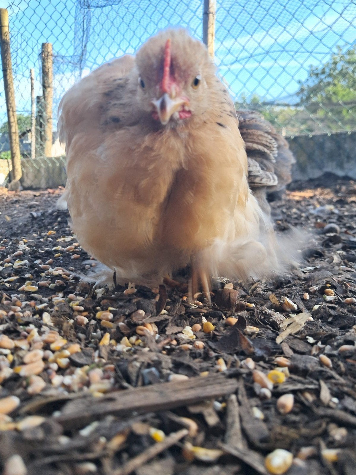 Cochin kriel, Mannelijk, Kip