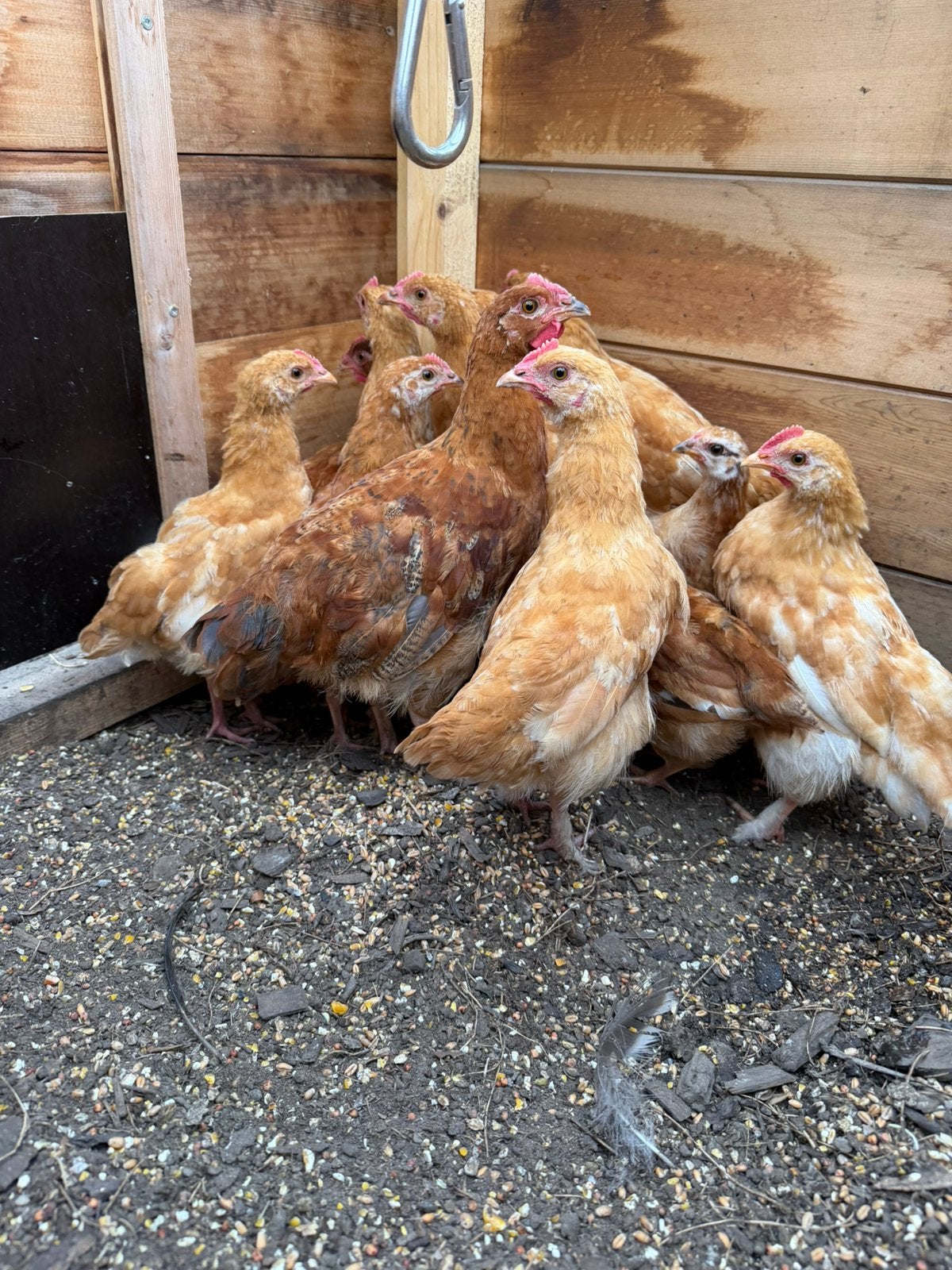 Legkip kuikens, Dieren en Toebehoren, Geslacht onbekend, Kip