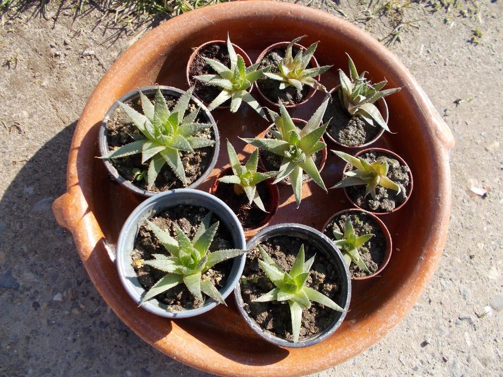 plantes d'aloe vera, thym- et plantes à crêpes, Jardin & Terrasse, Plantes | Jardin, Enlèvement