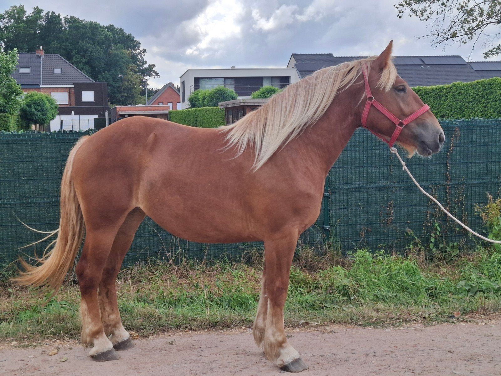 2 jarige comtois merrie, Dieren en Toebehoren, Paarden, Merrie
