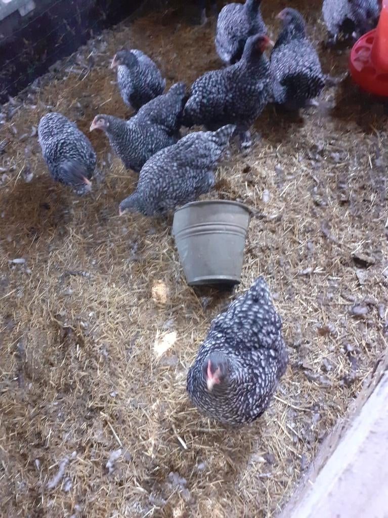 mechelse koekoek hennen +broedeieren, Dieren en Toebehoren