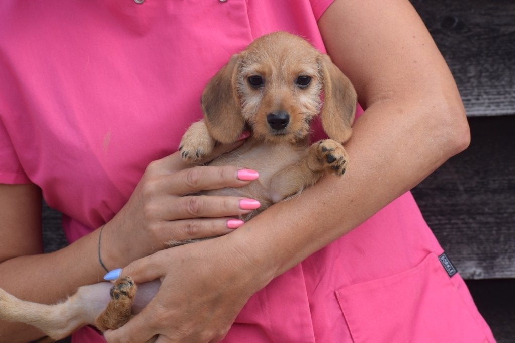 Chiots teckel à poil dur blonds et poivrés, Animaux & Accessoires, Chiens | Teckels & Bassets, Poils durs, Plusieurs, Nain, Belgique