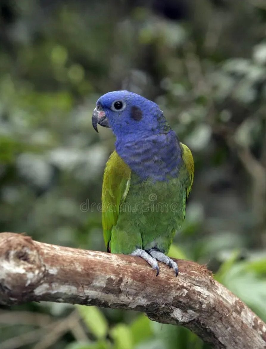 Gezocht brr pionus menstruus pop van maxima 10 jaar, Dieren en Toebehoren, Vrouwelijk, Papegaai, Geringd
