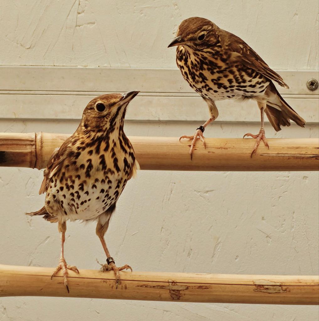 Zanglijster poppen, Dieren en Toebehoren, Geringd