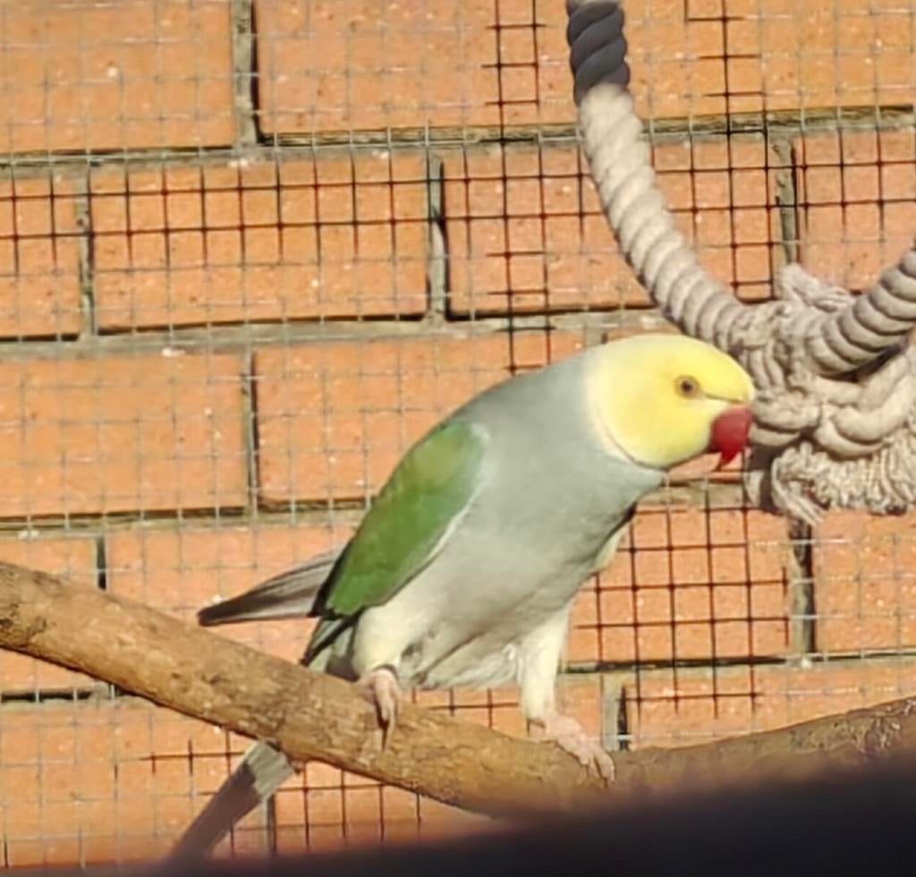 Koppel halsbanden, Dieren en Toebehoren, Vogels | Parkieten en Papegaaien