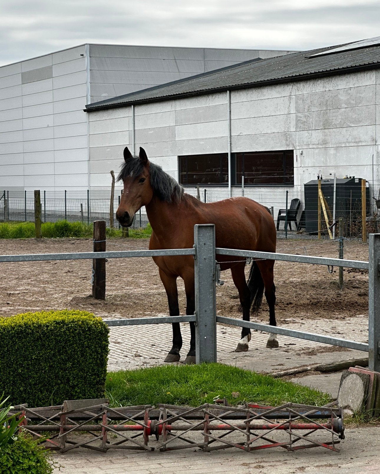 Spaanse merrie, Jument, Moins de 160 cm, Cheval de récréation, 11 ans ou plus