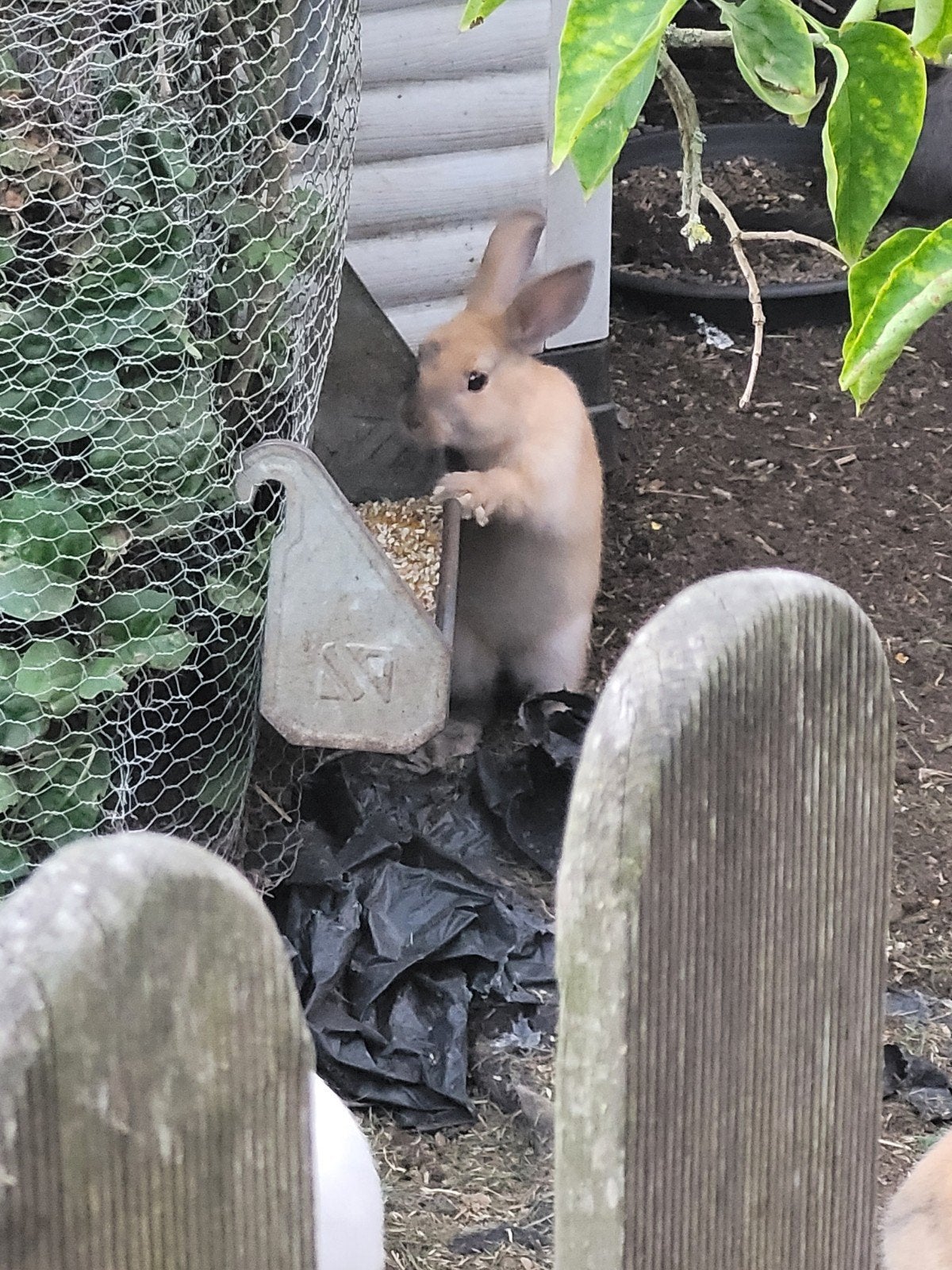 Konijntjes, Dieren en Toebehoren, Konijnen