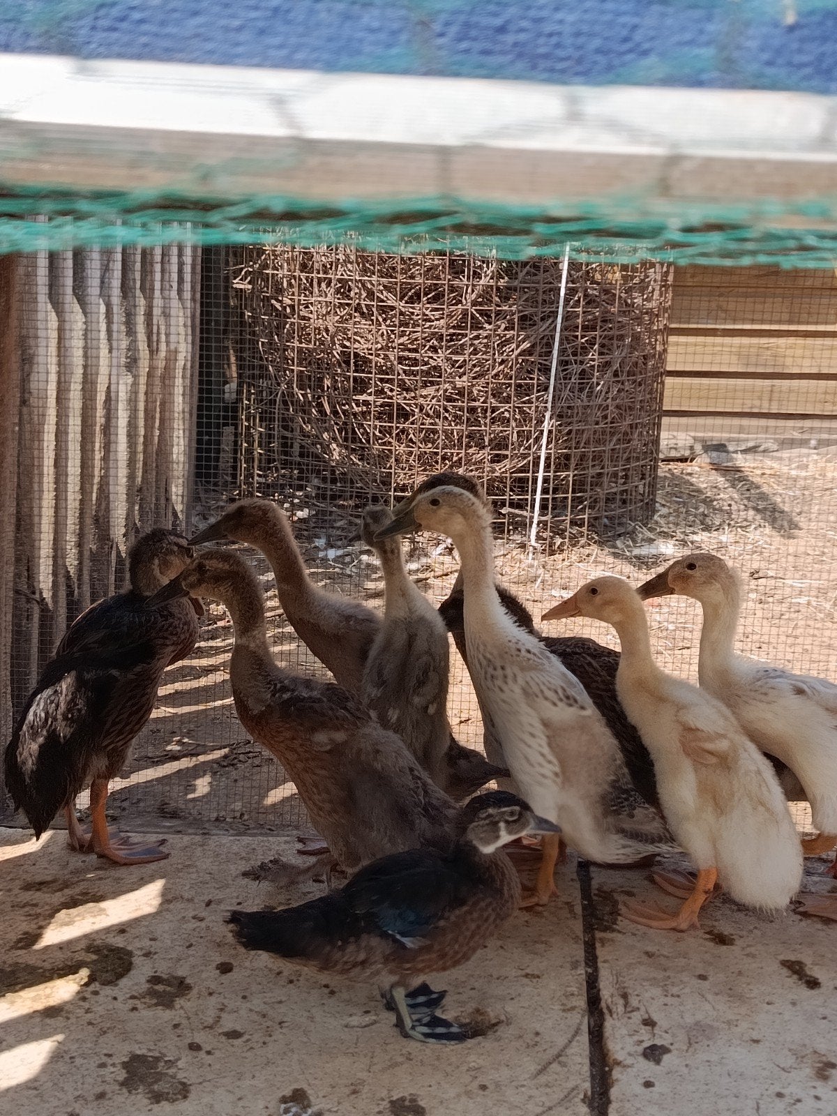 jonge loopeenden, Dieren en Toebehoren