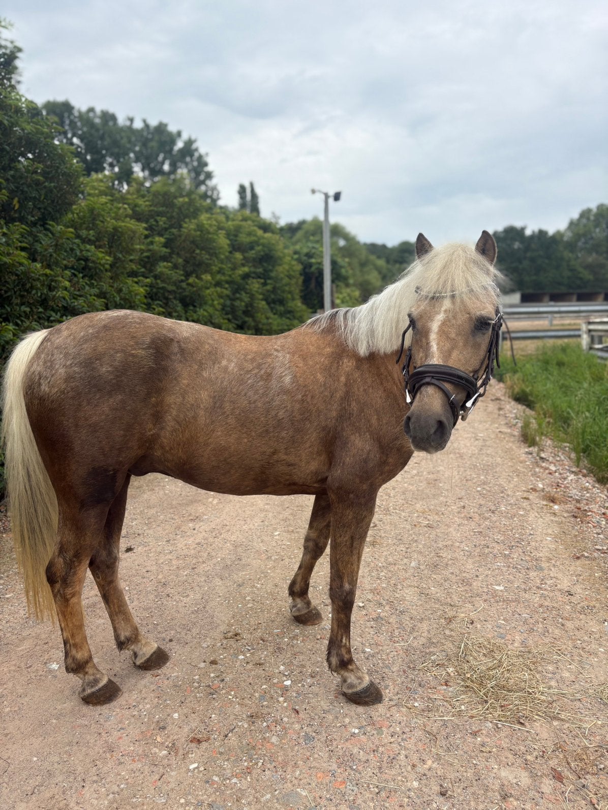 Echte droompony te koop!️, Dieren en Toebehoren, Pony's, Ruin, B