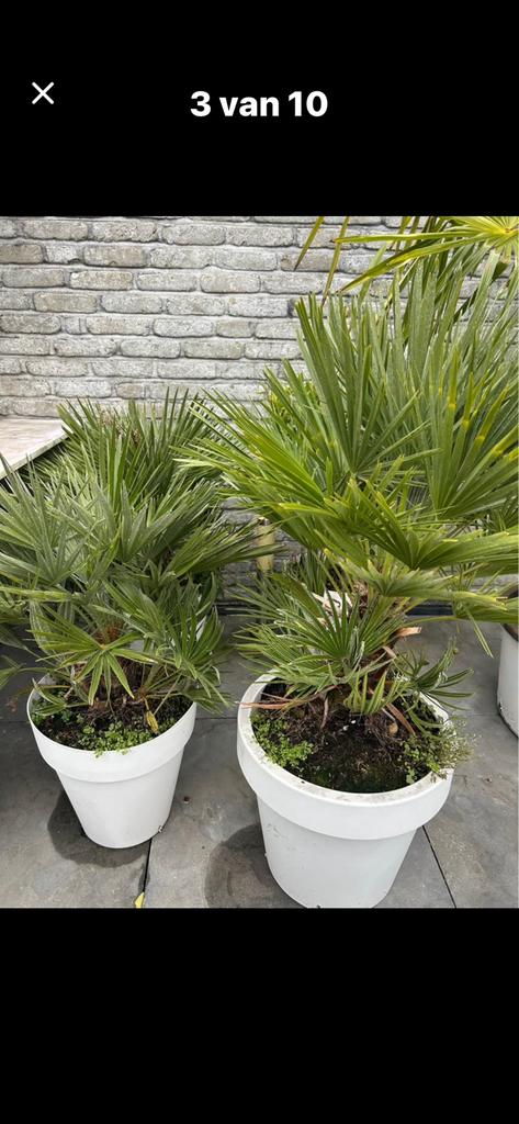 Lot de palmiers, conifères, oliviers, Enlèvement, En pot