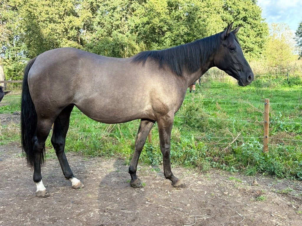 Zeer lieve Quarter merrie, Animaux & Accessoires, Avec pedigree, Débourré, Moins de 160 cm, Cheval western