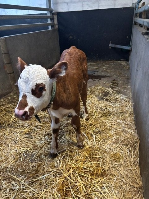 PAS GEBOREN HEREFORD STIER, Animaux & Accessoires, Bovins, Mâle, 0 à 2 ans