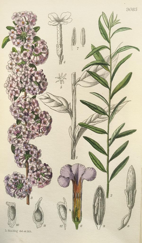 Buddleja alternifolia - Vlinderstruik, Ophalen of Verzenden