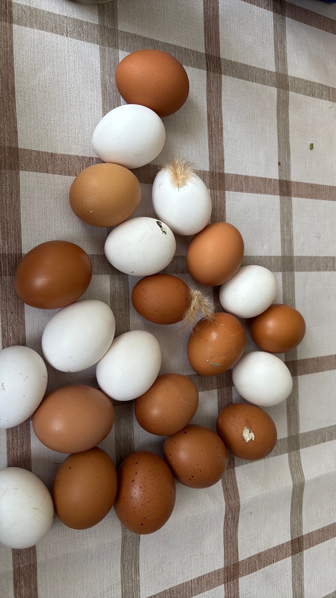 Eieren te koop, Dieren en Toebehoren, Pluimvee, Meerdere dieren, Kip