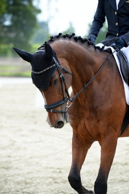 Dressuur Merrie te koop, Merrie, Met stamboom, M, Dressuurpaard