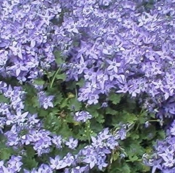 Campanula , Carex enz, Ophalen