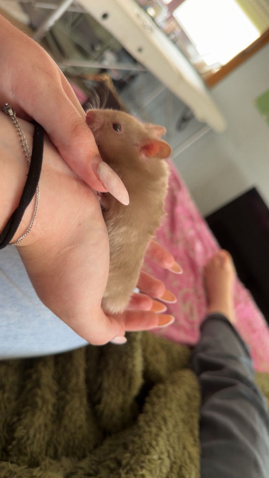 Hamstertje mannetje +kooi en benodigheden, Dieren en Toebehoren, Ophalen