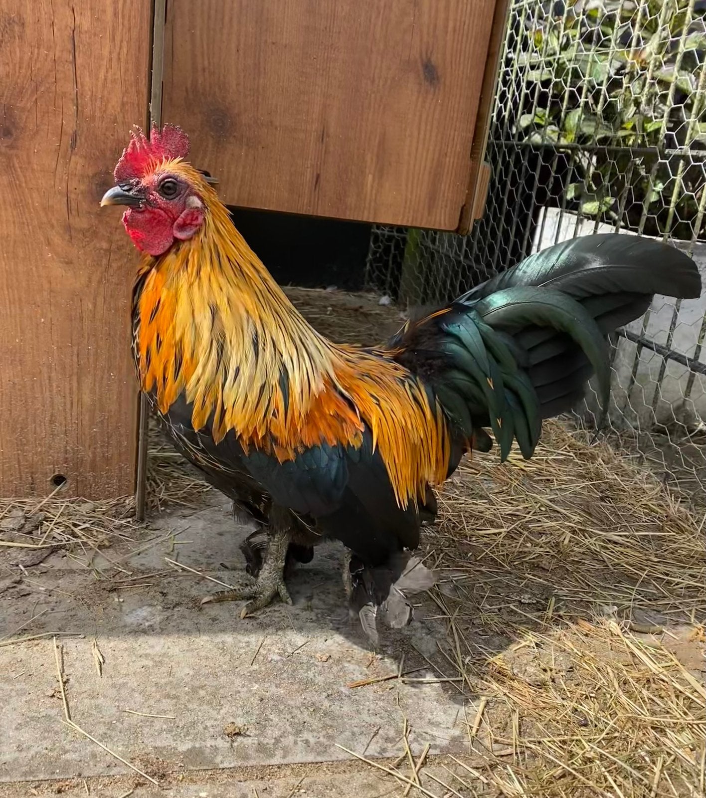 Krielkippen koppeltje, Dieren en Toebehoren, Pluimvee, Meerdere dieren, Kip