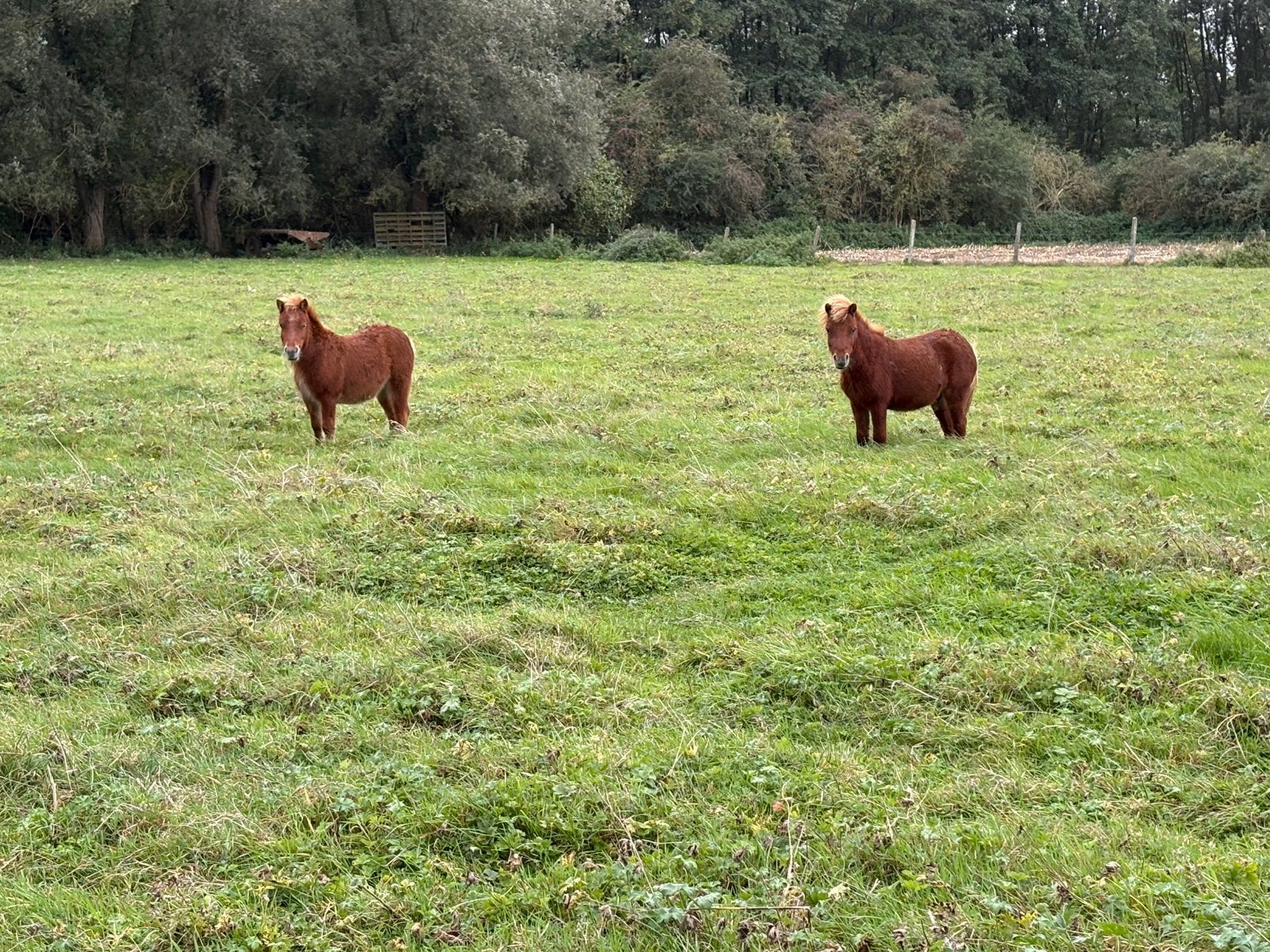 2 hengstjes, Dieren en Toebehoren, Pony's, Hengst, Niet van toepassing, 0 tot 2 jaar