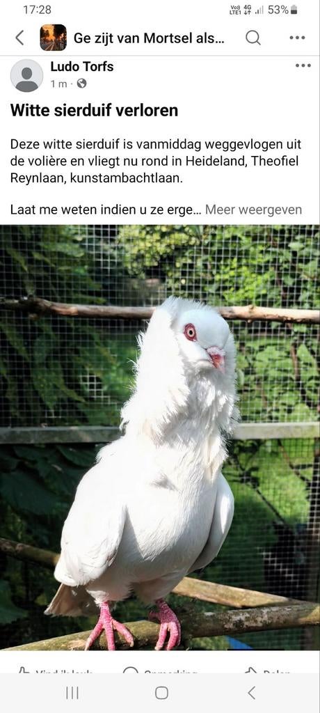 Sierduif verloren, Dieren en Toebehoren, Vogels | Duiven