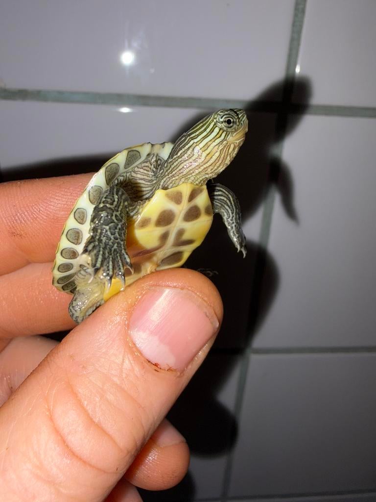 Bébés tortues chinoises