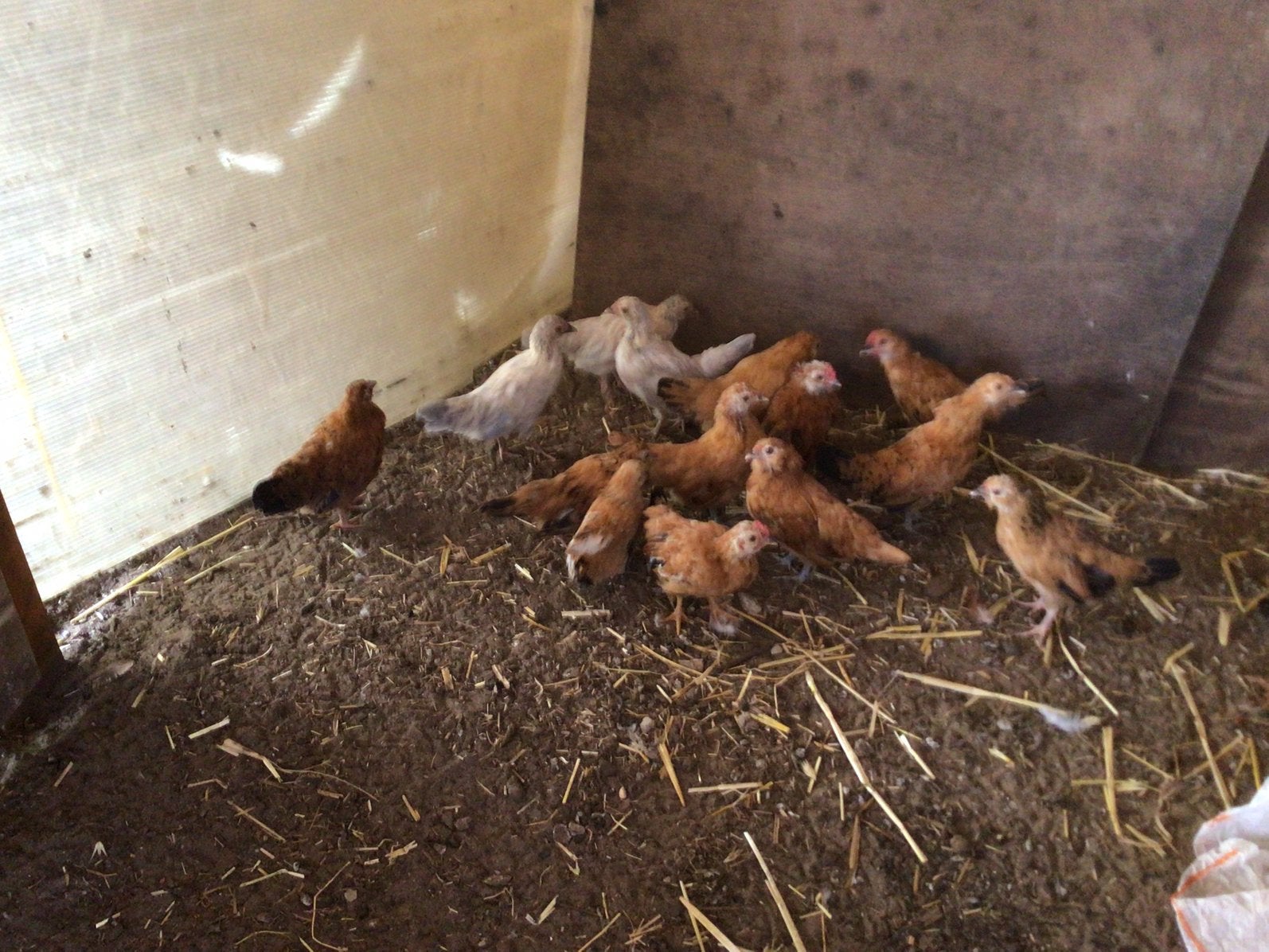 Kriel kuikens, Dieren en Toebehoren, Pluimvee, Meerdere dieren, Kip