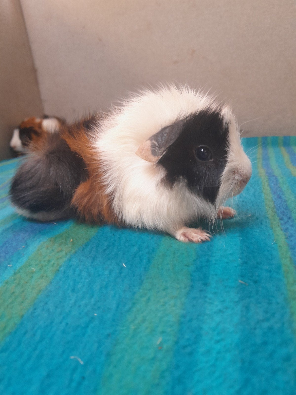 Leuke borstelharige cavia's beschikbaar, Animaux & Accessoires, Rongeurs, Plusieurs animaux, Cobaye, Mai, Domestique