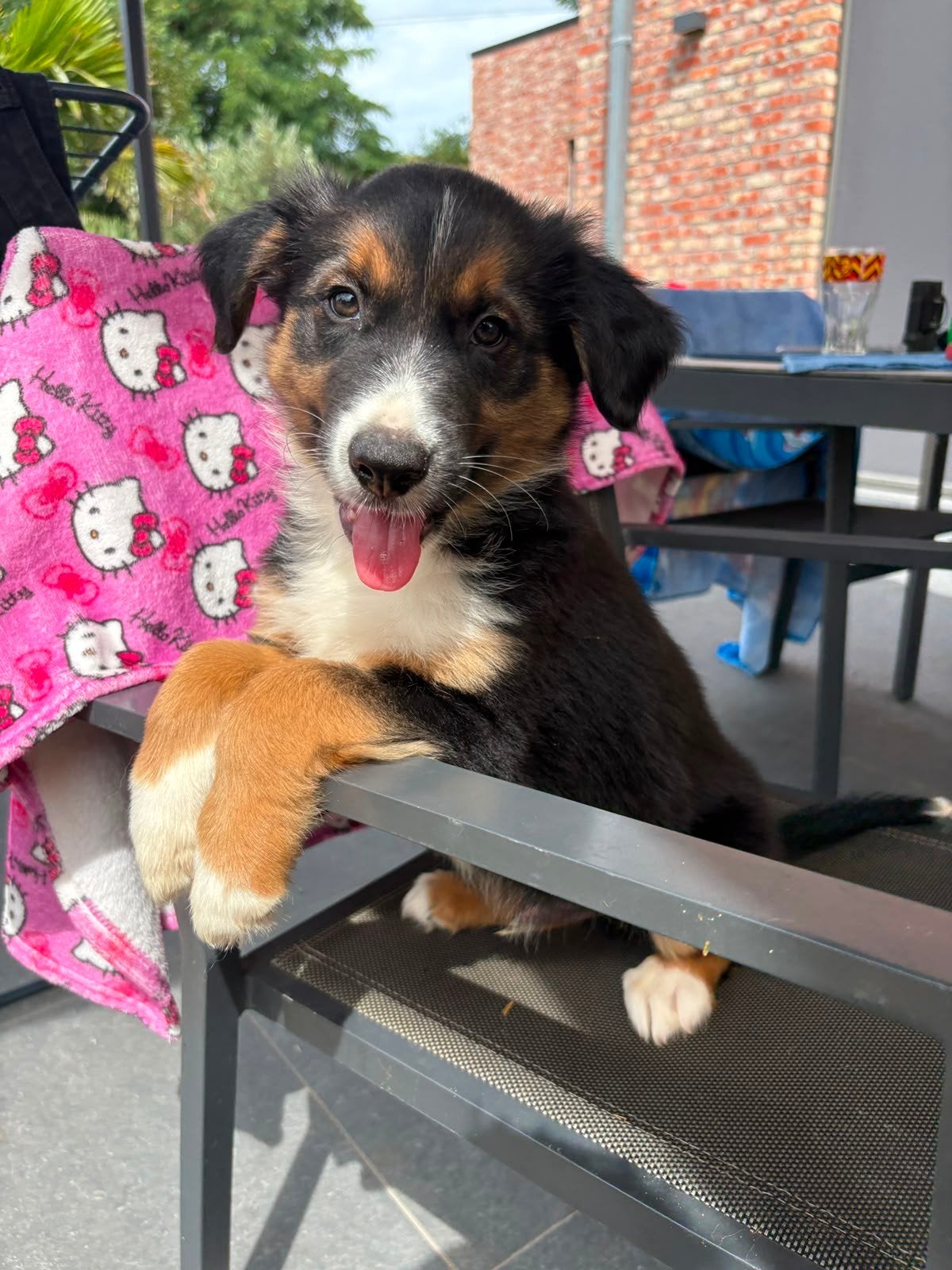 super leuk Border Collie reutje, Chien (mâle), Maladie de Carré (chiens), Belgique, 8 à 15 semaines