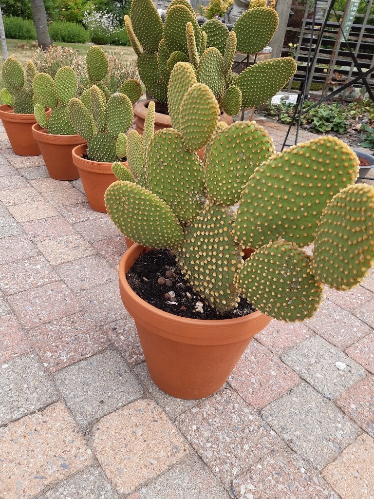 schijfcactus, Ophalen, Volle zon