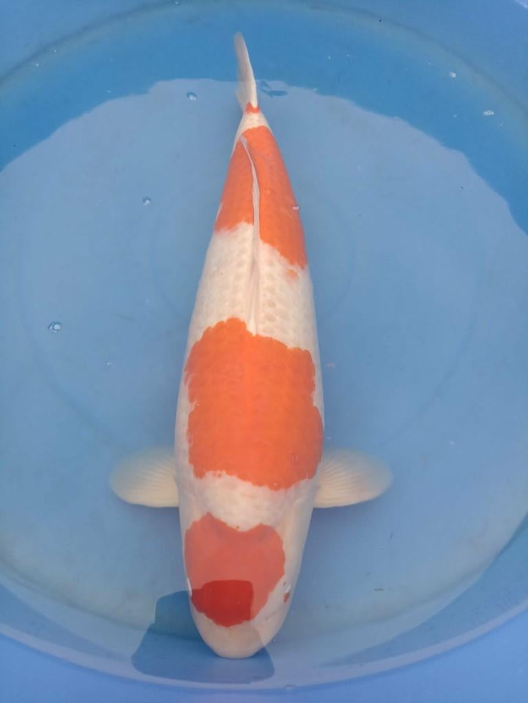 Japanse koi, Dieren en Toebehoren, Karper of Koi