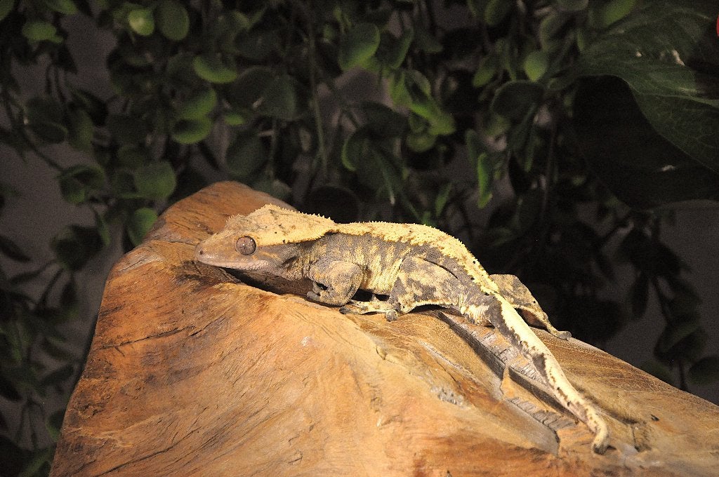 Wimpergekko 15, Animaux & Accessoires, Reptiles & Amphibiens, Autres espèces, 0 à 2 ans
