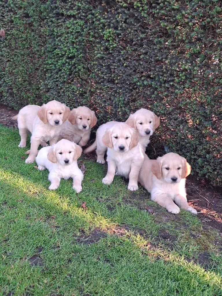 Golden retriever pups, Dieren en Toebehoren, België, 8 tot 15 weken, Meerdere, Meerdere dieren