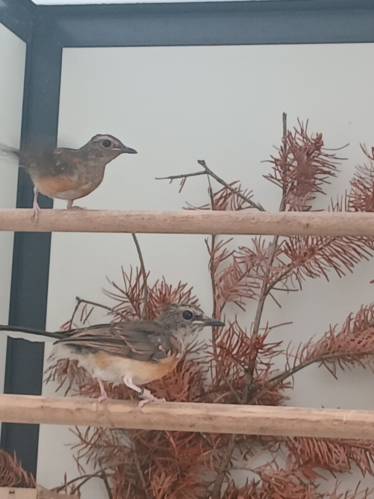 schamalijsters jonge 2026, Dieren en Toebehoren, Vogels | Overige Vogels, Meerdere dieren, Tropenvogel, Geringd