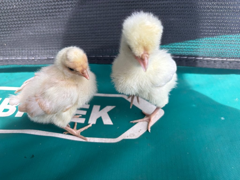 Padua hennen, Femelle, Poule ou poulet
