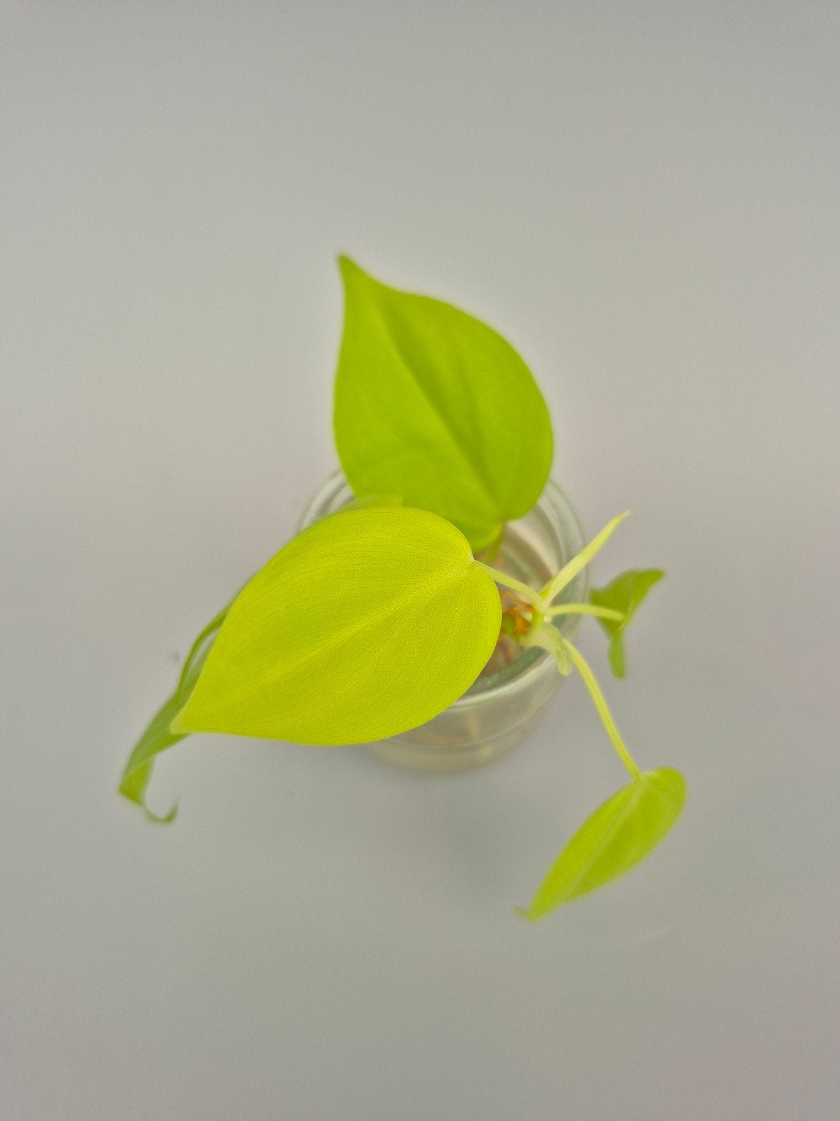Philodendron lemon lime stekje., Jardin & Terrasse, Plantes | Jardin, Enlèvement ou Envoi