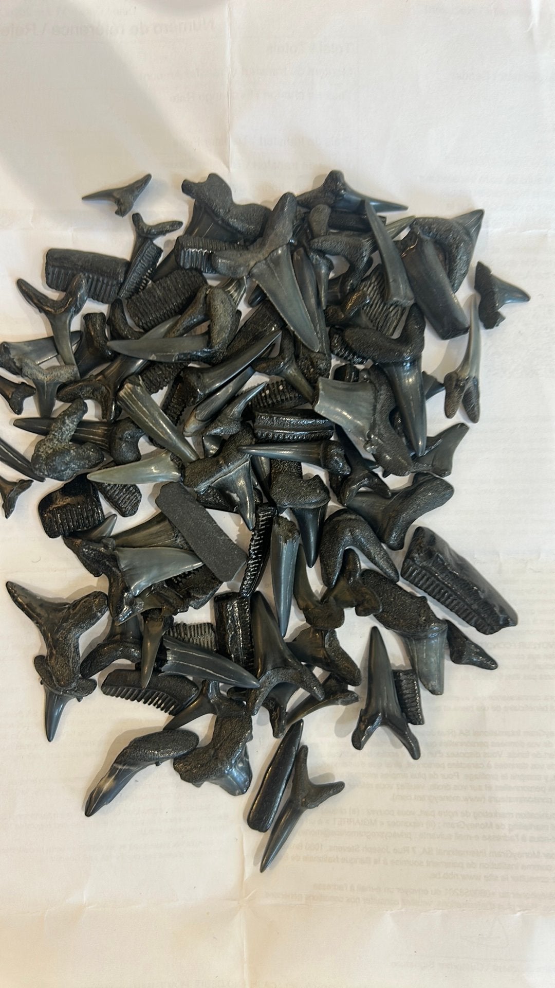 Lot de 100 dents  de requins Mer du Nord lot 2, Collections, Enlèvement ou Envoi, Fossile