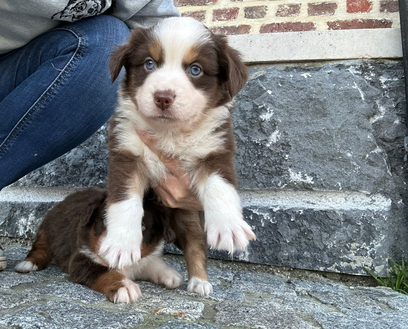 Red tricolor miniatuur American shepherd reutjes, Animaux & Accessoires, Chien (mâle), Maladie de Carré (chiens), Plusieurs, Belgique