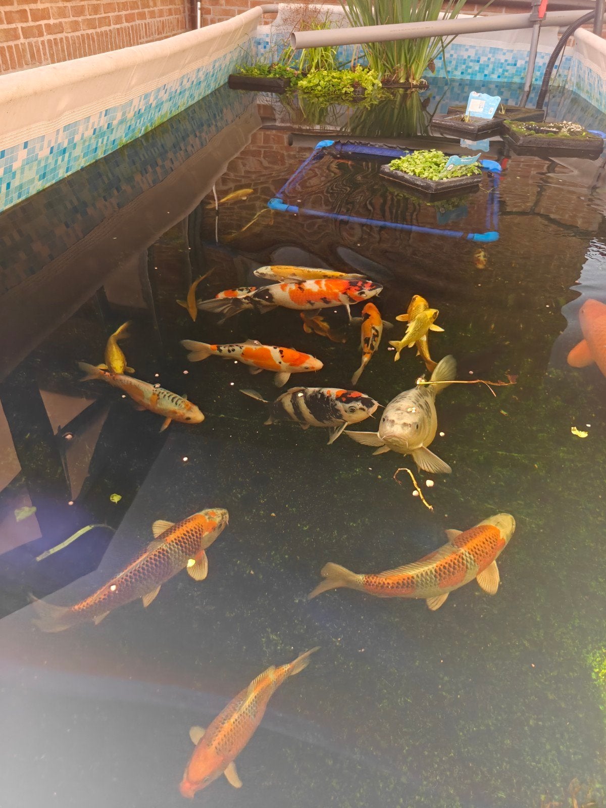Japanse koi te koop + voer, Dieren en Toebehoren