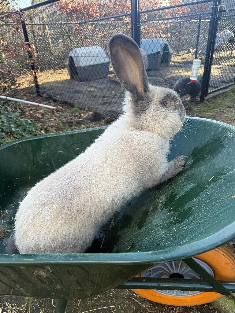 Vlaamse reus, Dieren en Toebehoren, Konijnen, Mannelijk, Groot, 0 tot 2 jaar